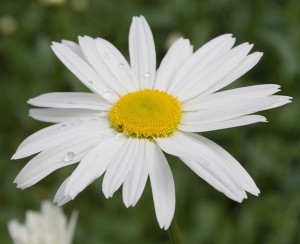 romashka